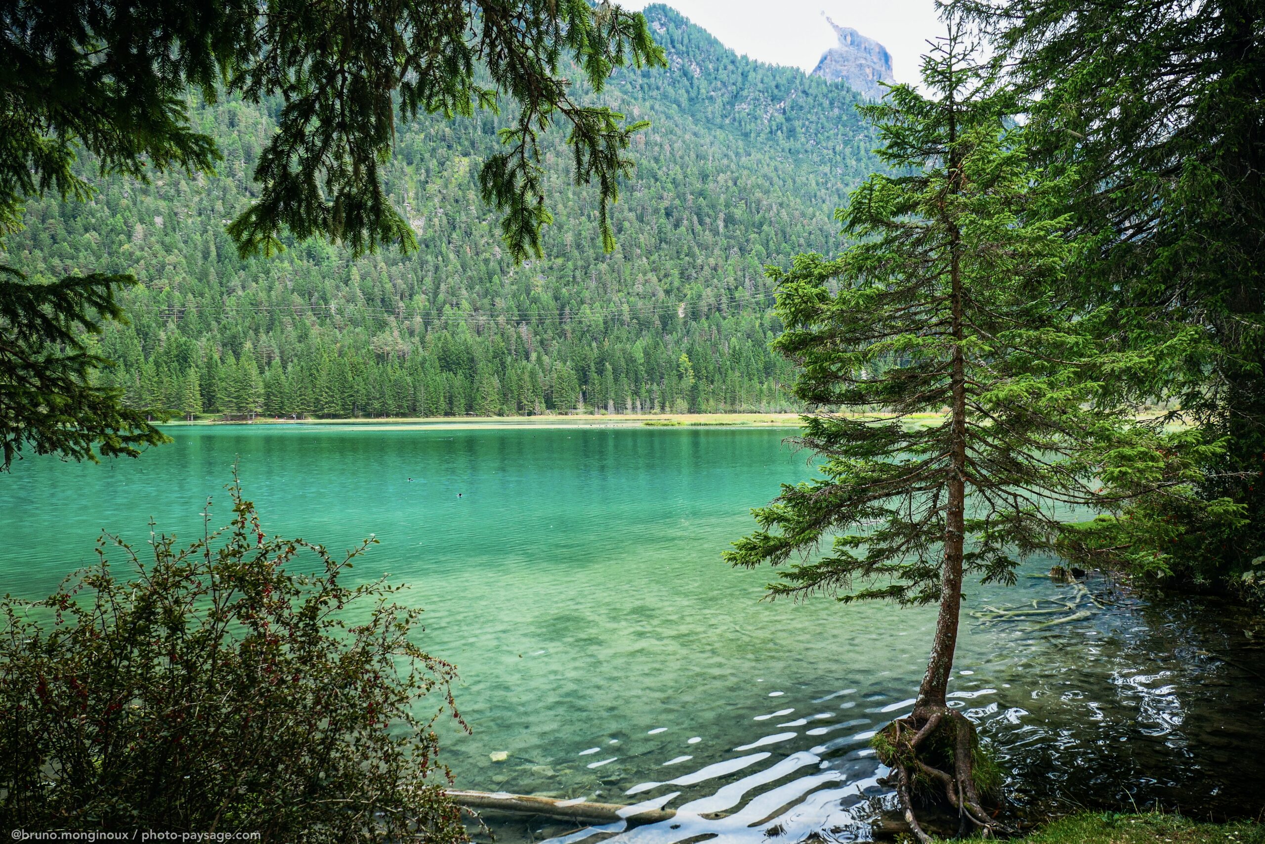 un conifere au bord du lac de dobbiaco dans les dolomites en italie
