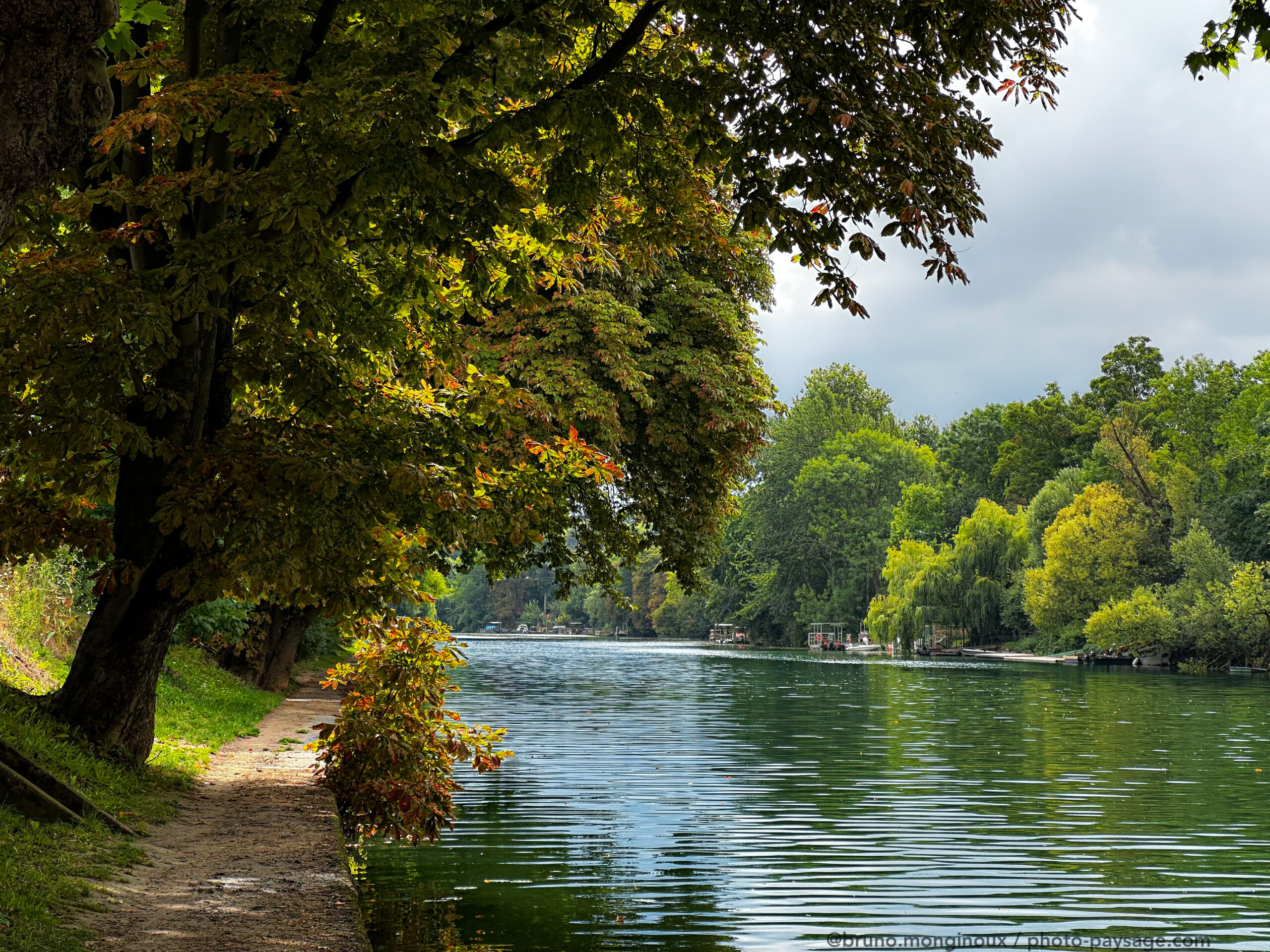 magnifiques arbres bord de marne img 5381
